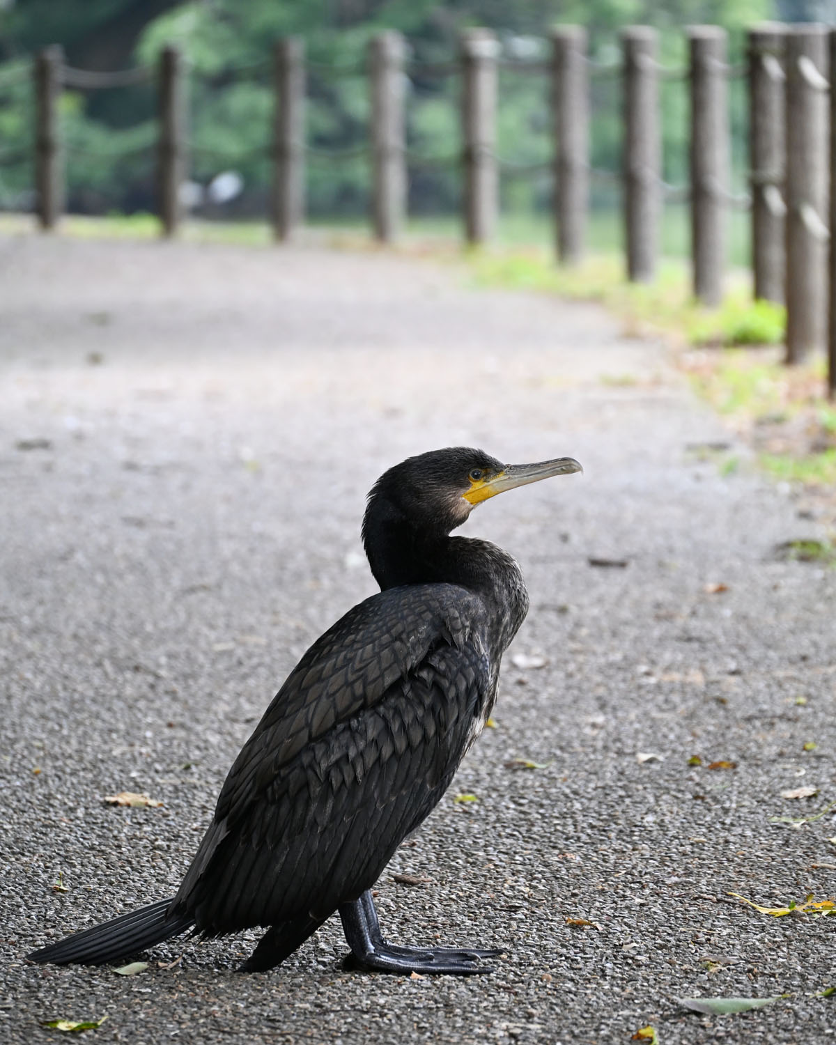 カワウ被害