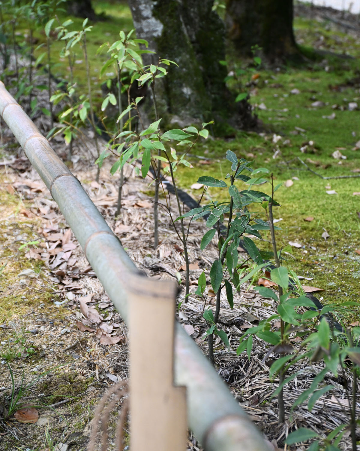 <ruby>杜<rt>もり</rt></ruby>との境界