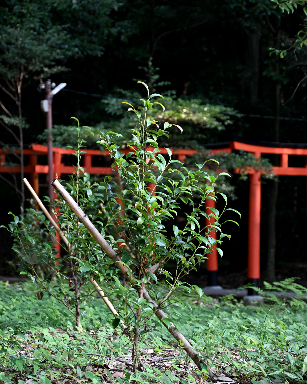 苗木の植樹