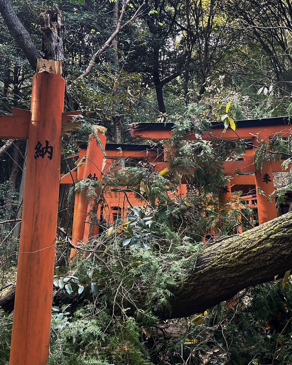 倒木と<ruby>落枝<rt>らくし</rt></ruby>